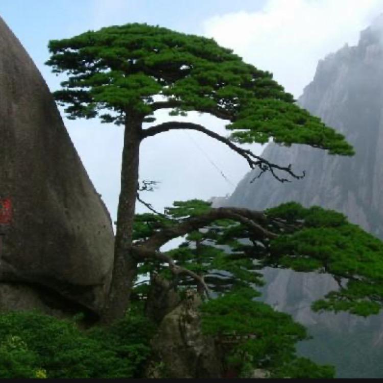 常青树