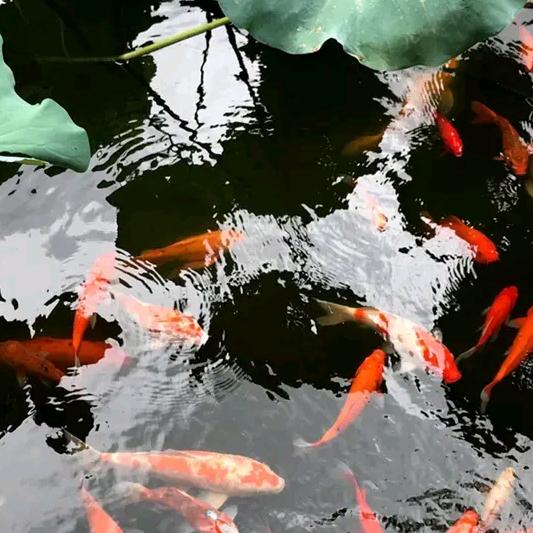 心在痛