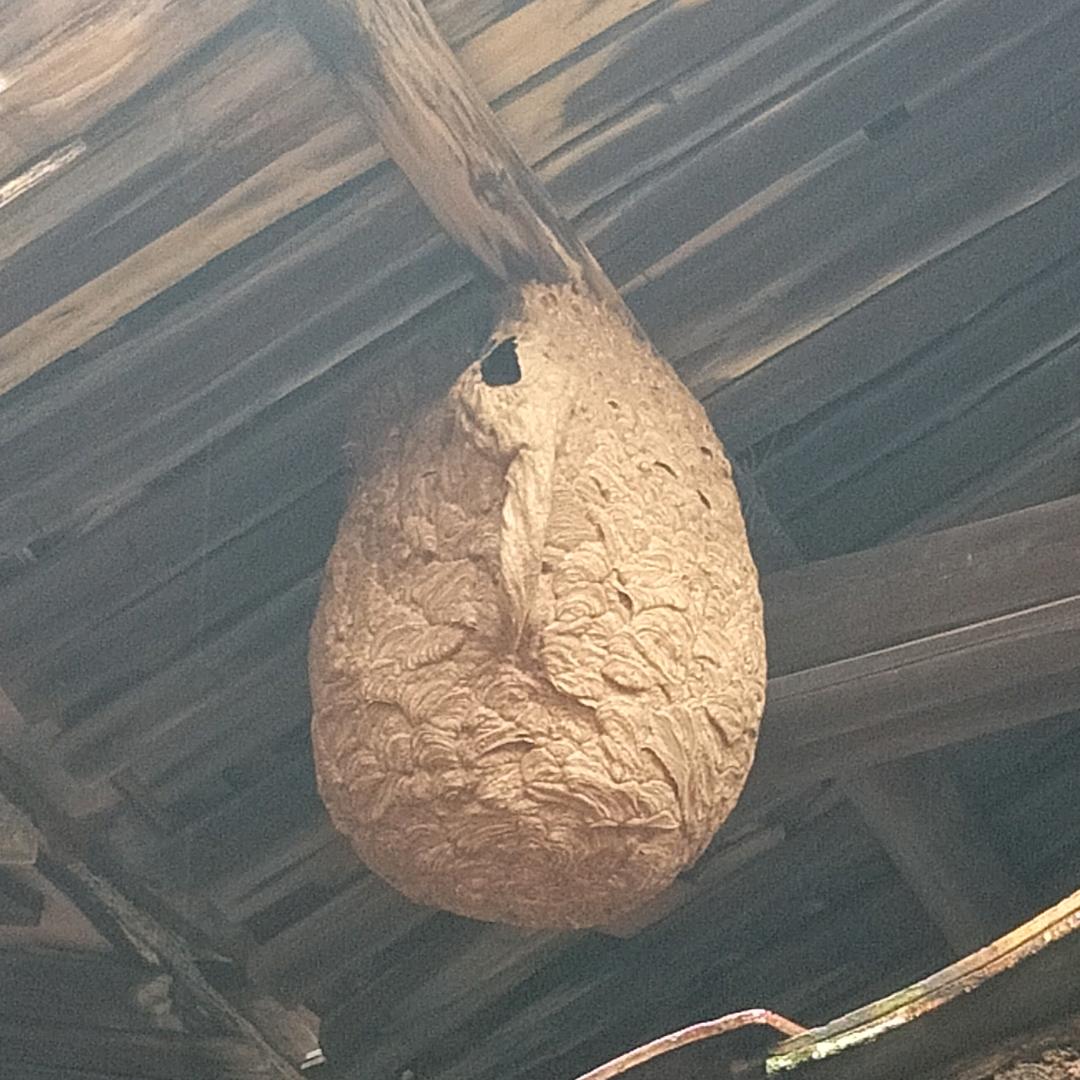 竹林