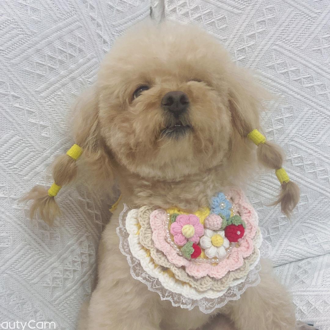 西米妹妹泰迪