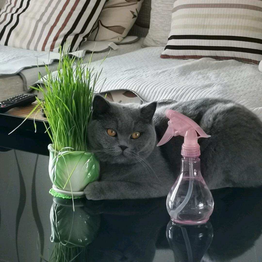 纵横天下
