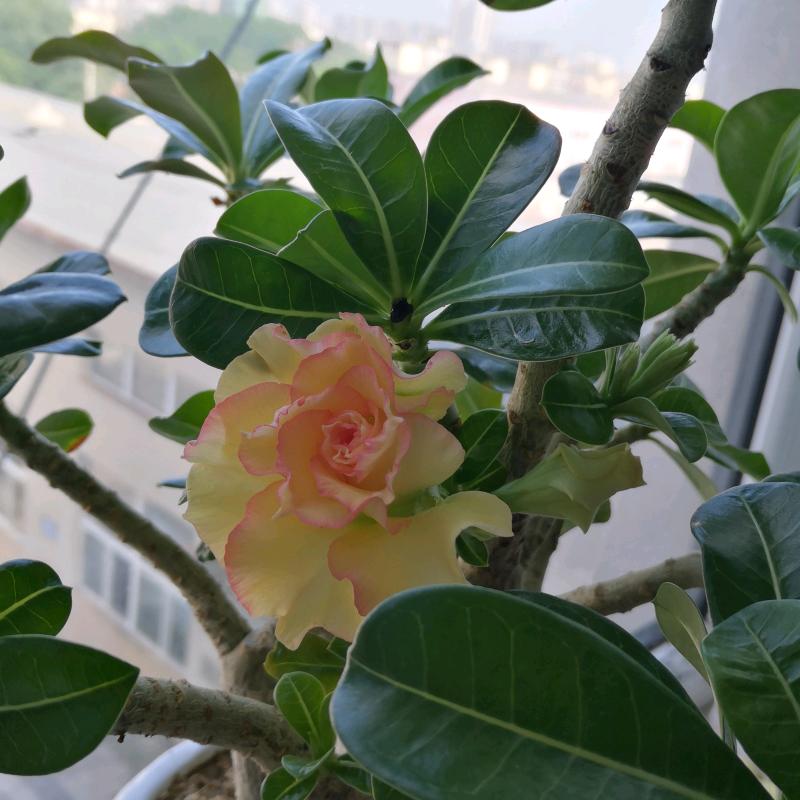 丫丫悠悠