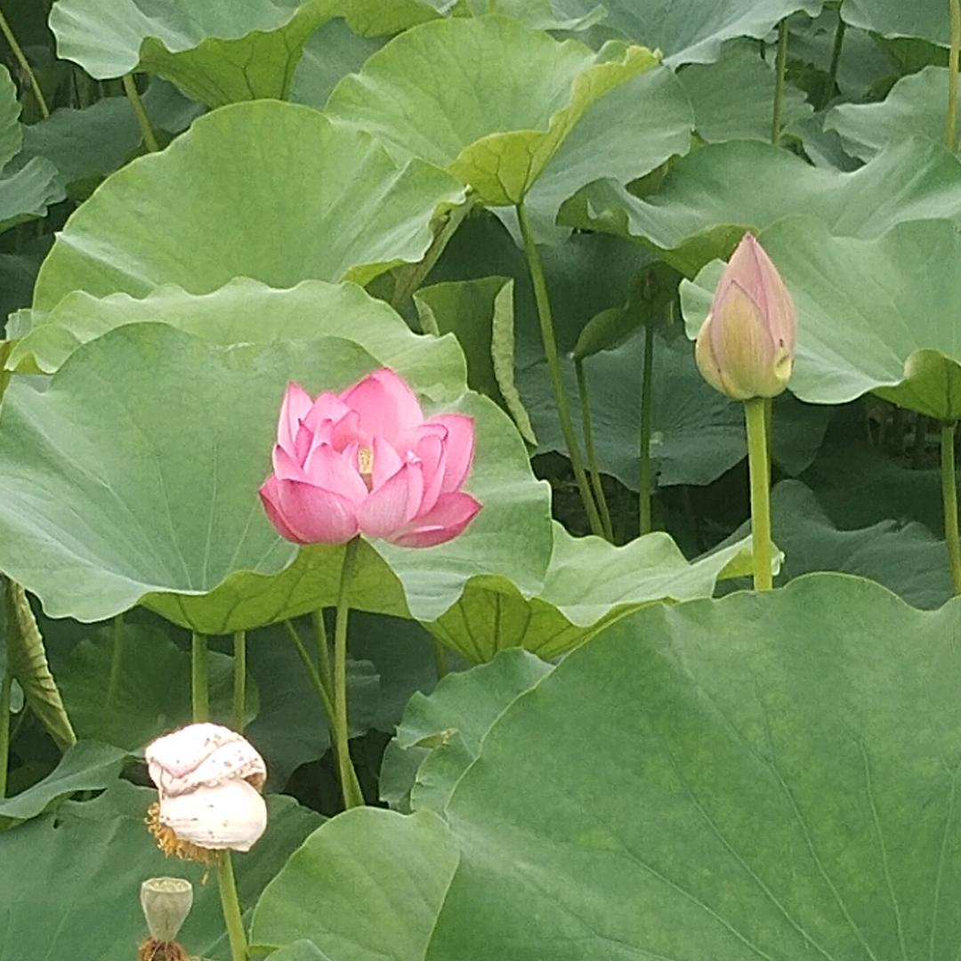 芳