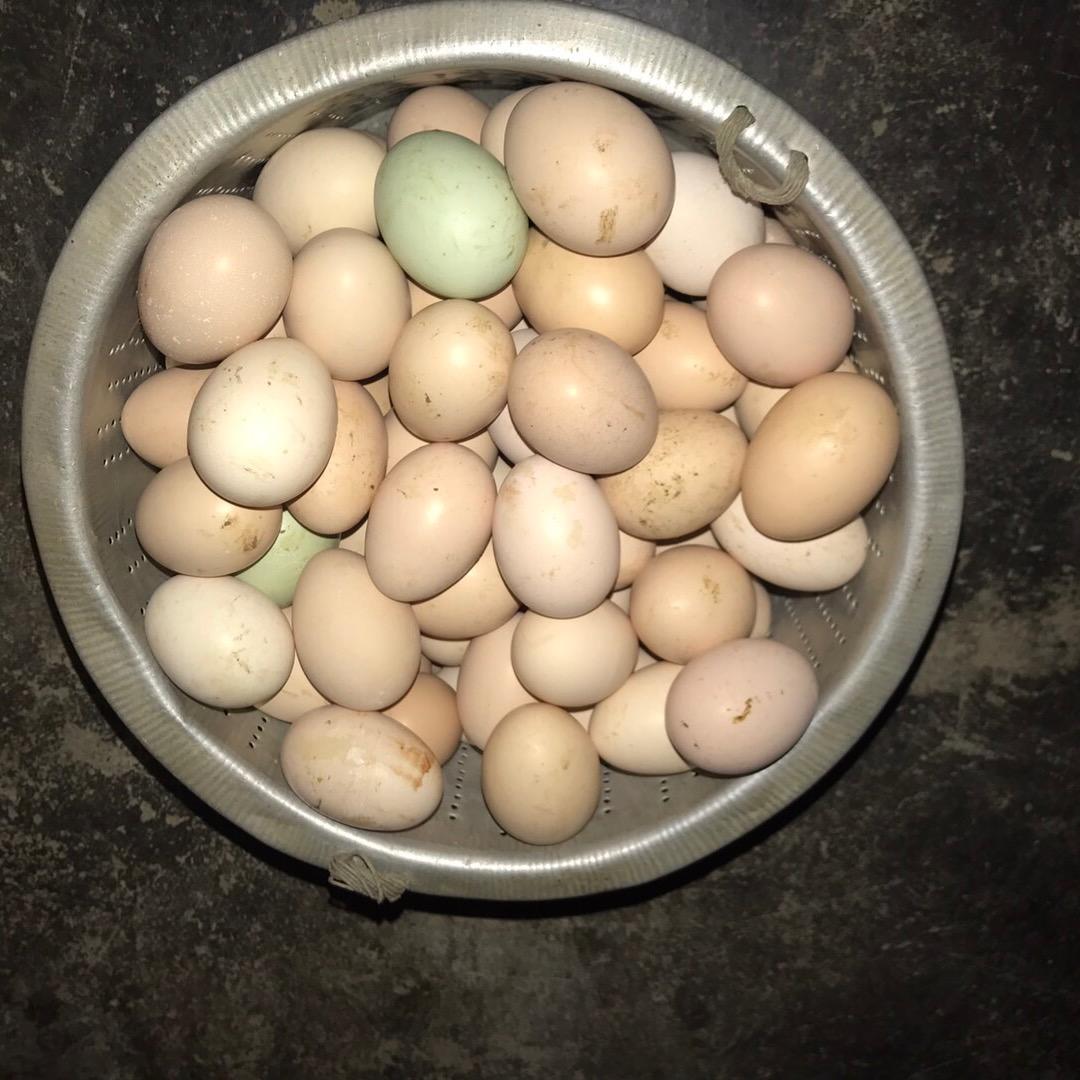 张家界柑橙采摘园