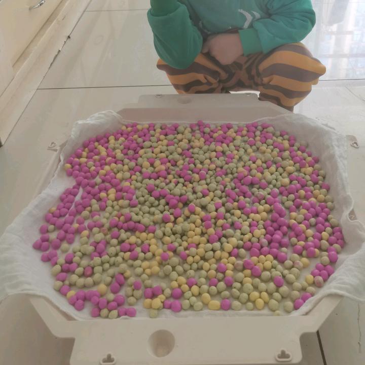 洋光