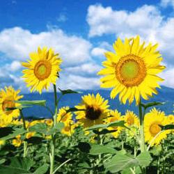 好人一生平安^O^