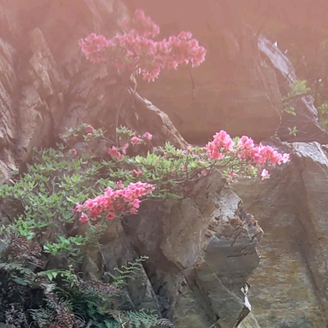 甲壳虫