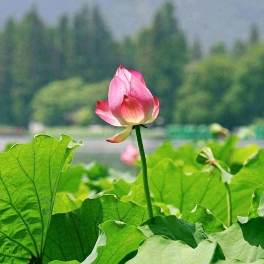 泰山顶上一青松（拒连赞）