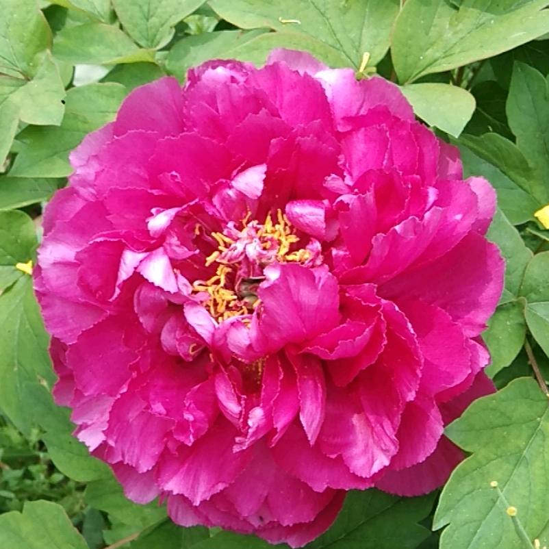 我是花友