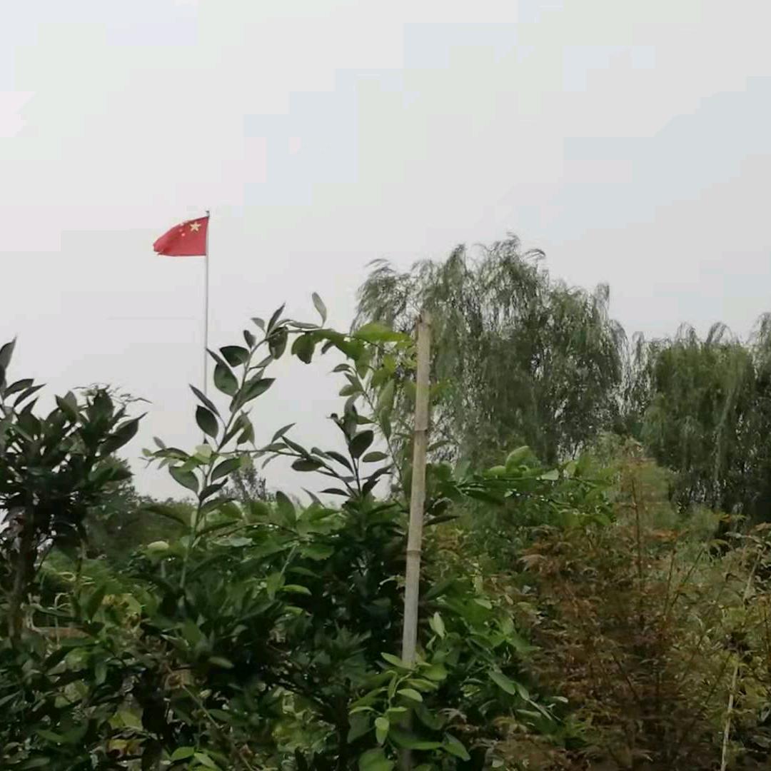 金色枫叶