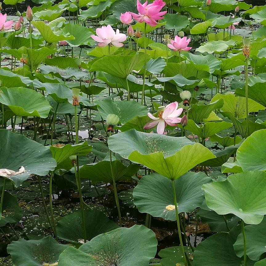 王者荣耀万场老东皇