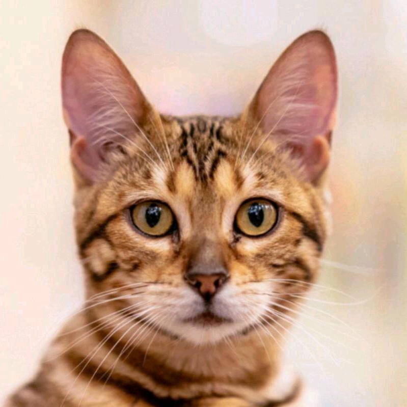 室内装修全套，格力空调安装维修