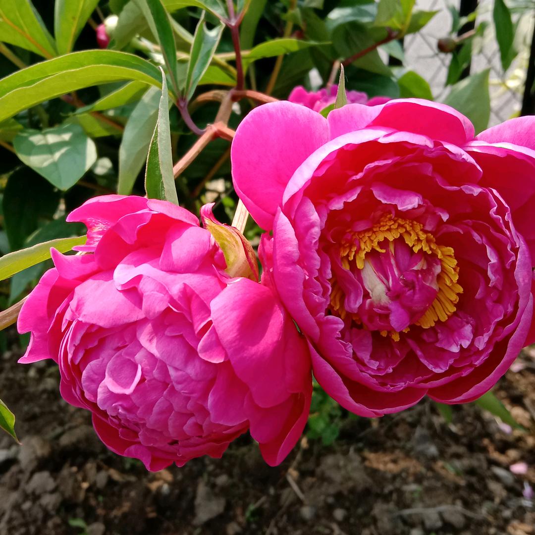 จุ๊บ朵妮จุ๊บ