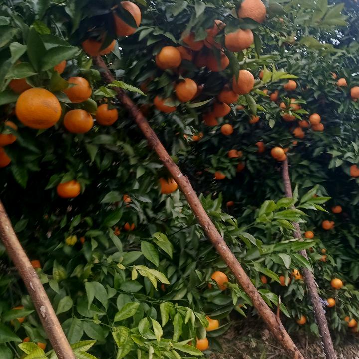 g四海为家