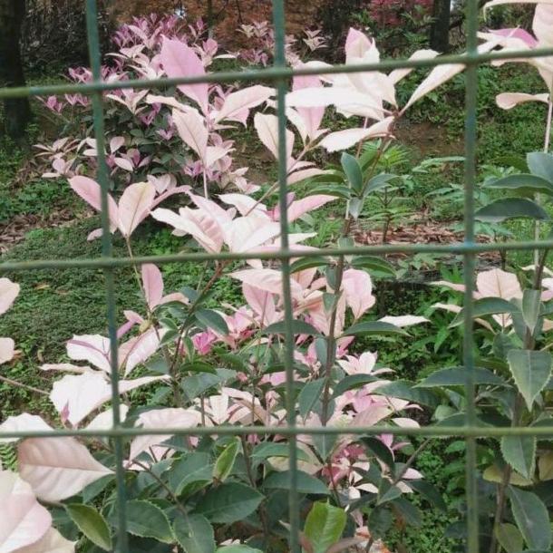 花园围花