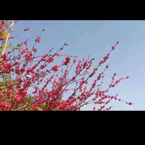 小桥