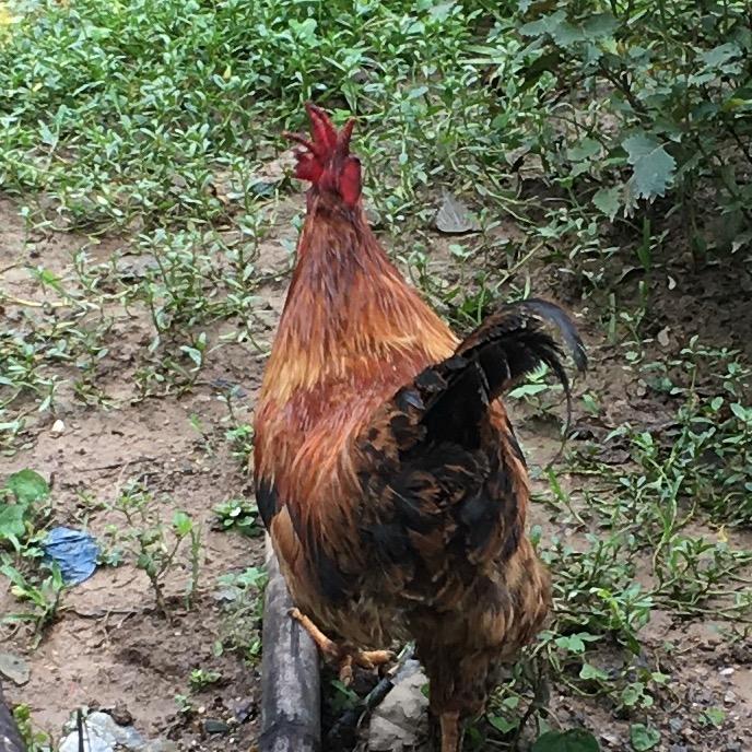 章鱼哥哥