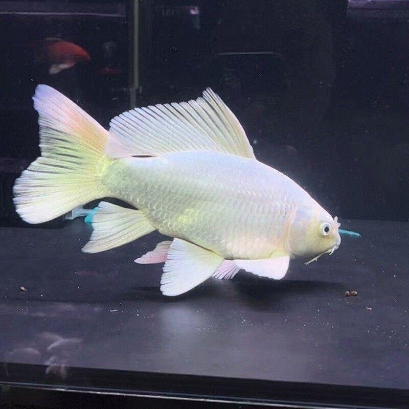 三点渔蝴蝶鲤基地