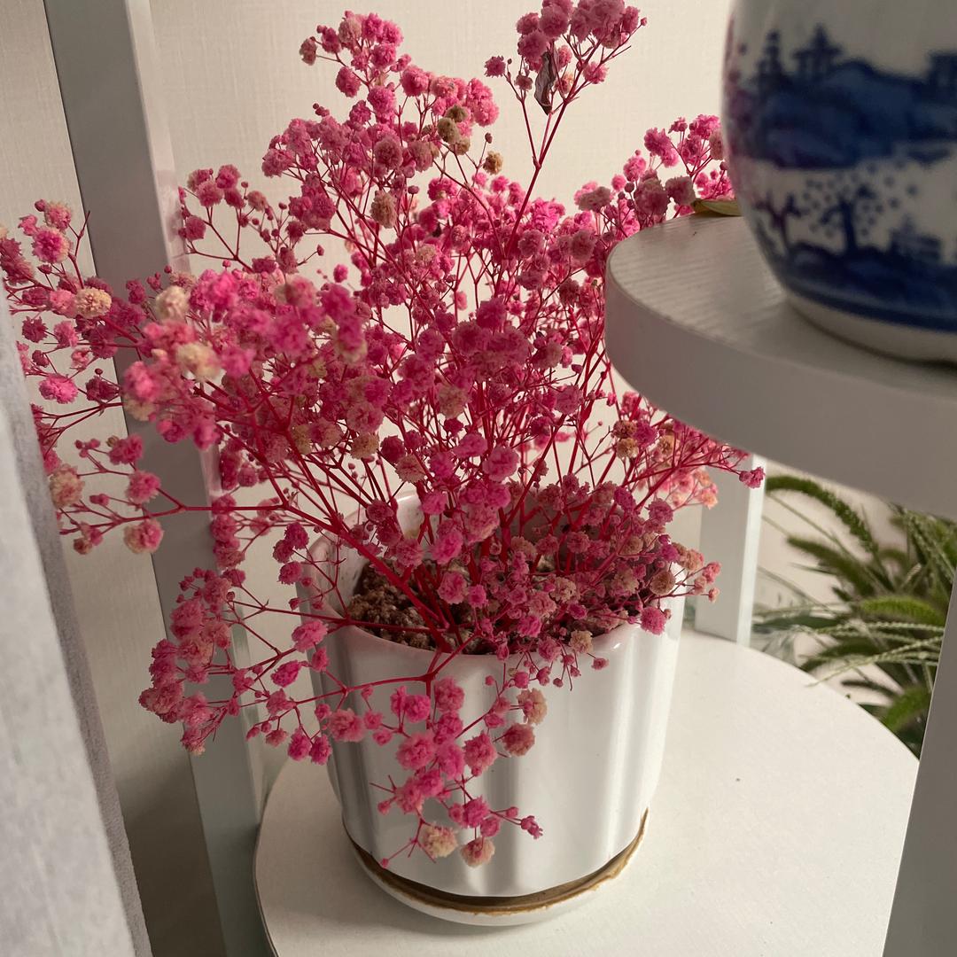 果木树苗基地