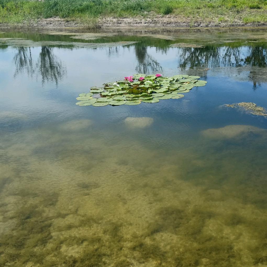 🐲佛语莲心🐲