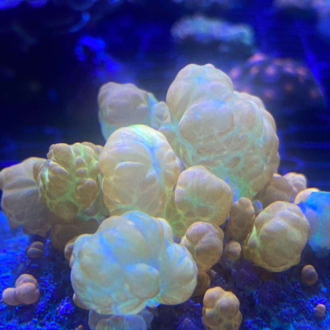 星之海水族星之海水族直播号-海水鱼-香香