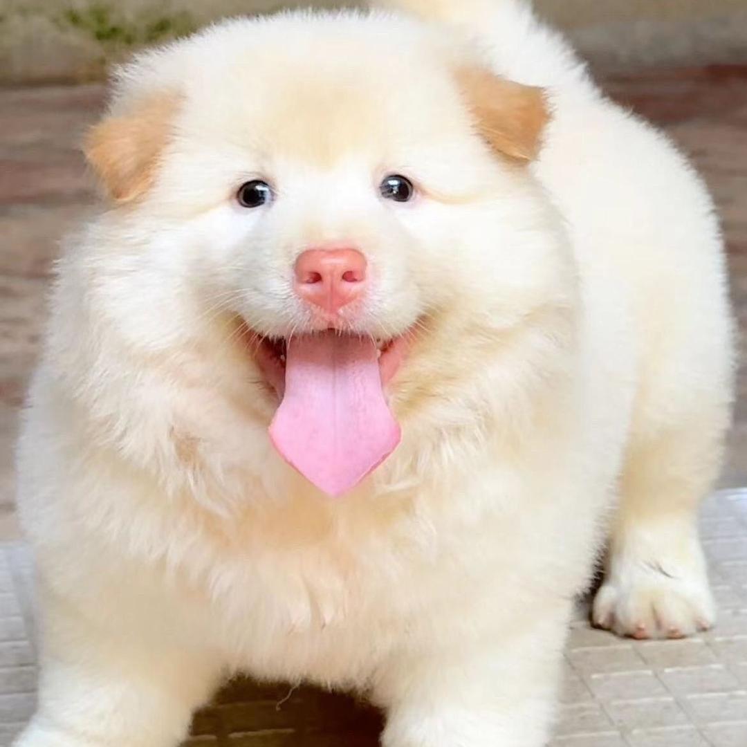 来一只中华田园犬吧