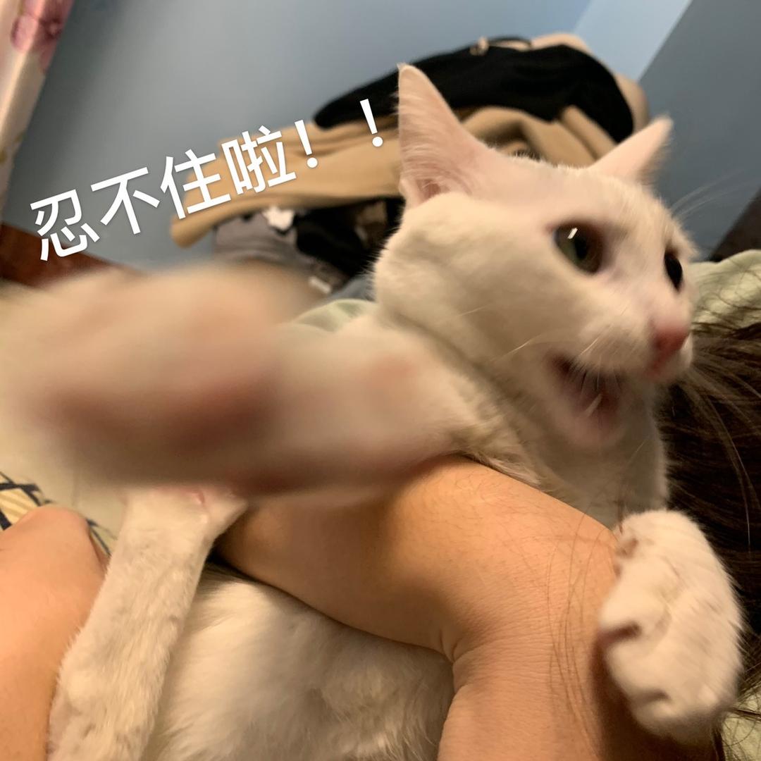 牙牙鼠