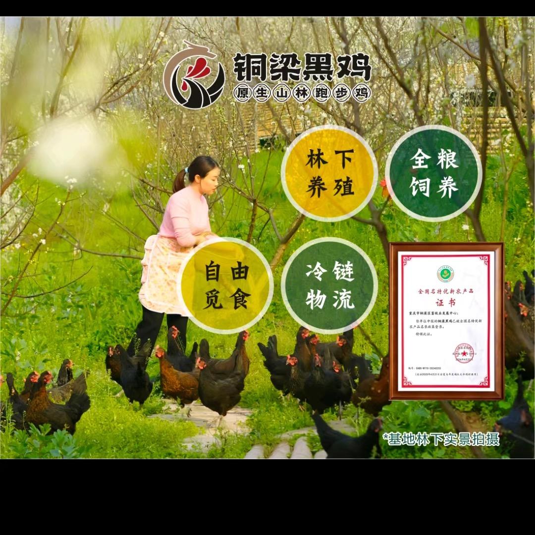 …铜梁黑鸡跑山鸡生鲜