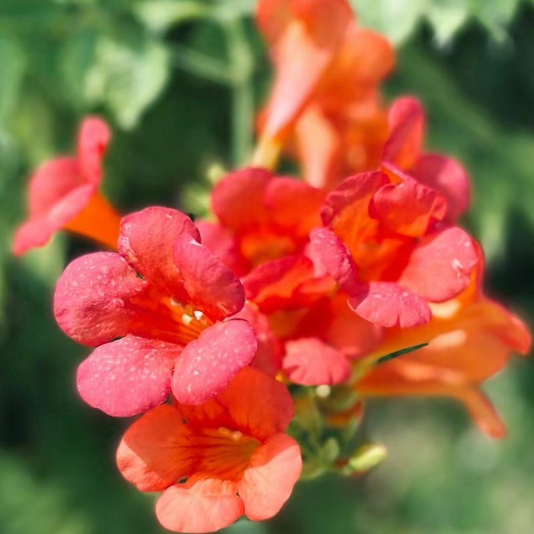 仅海凌霄基地（花香鸟语，霞霞）