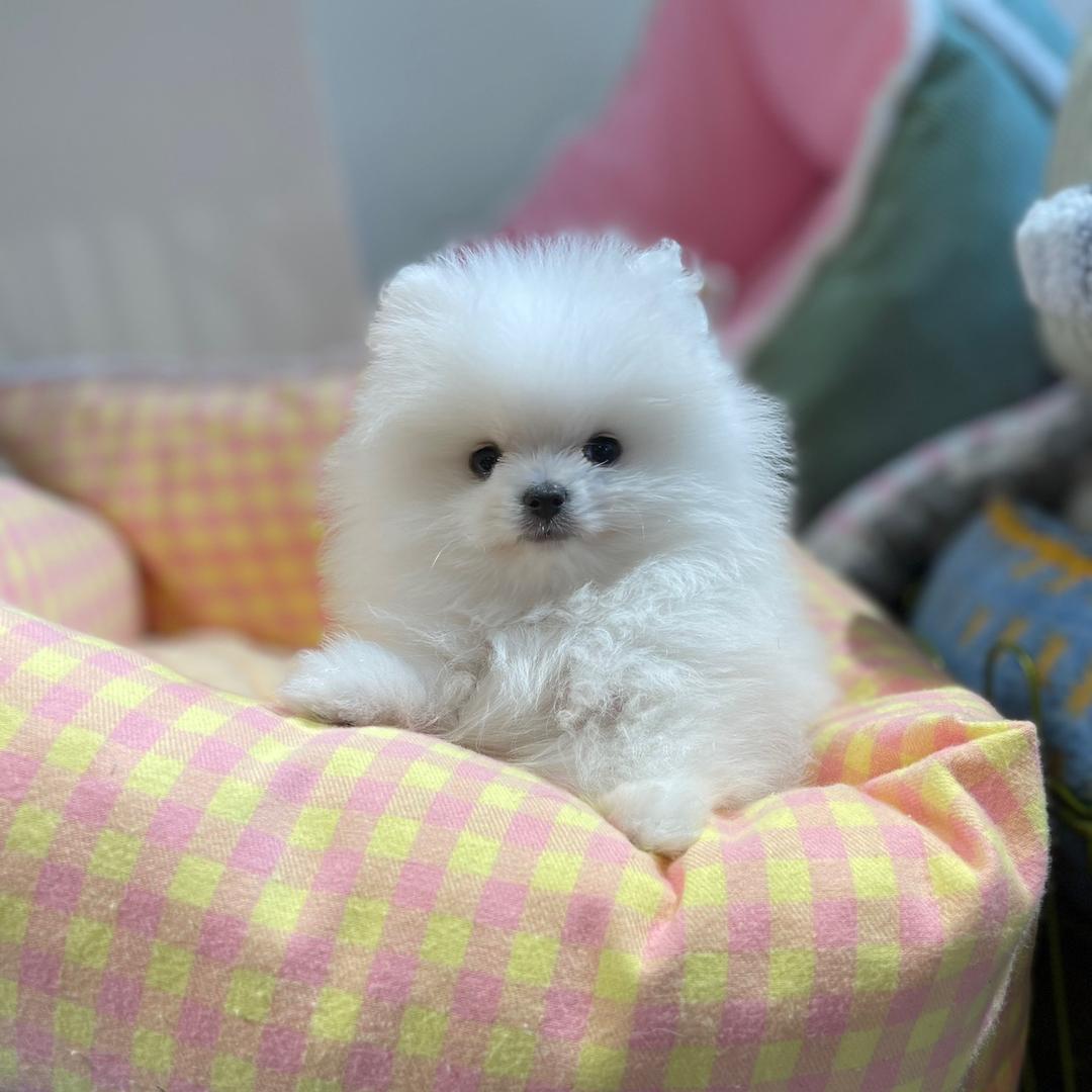 小胖城（肥城）“宠物狗”