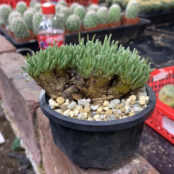 一二三园艺场