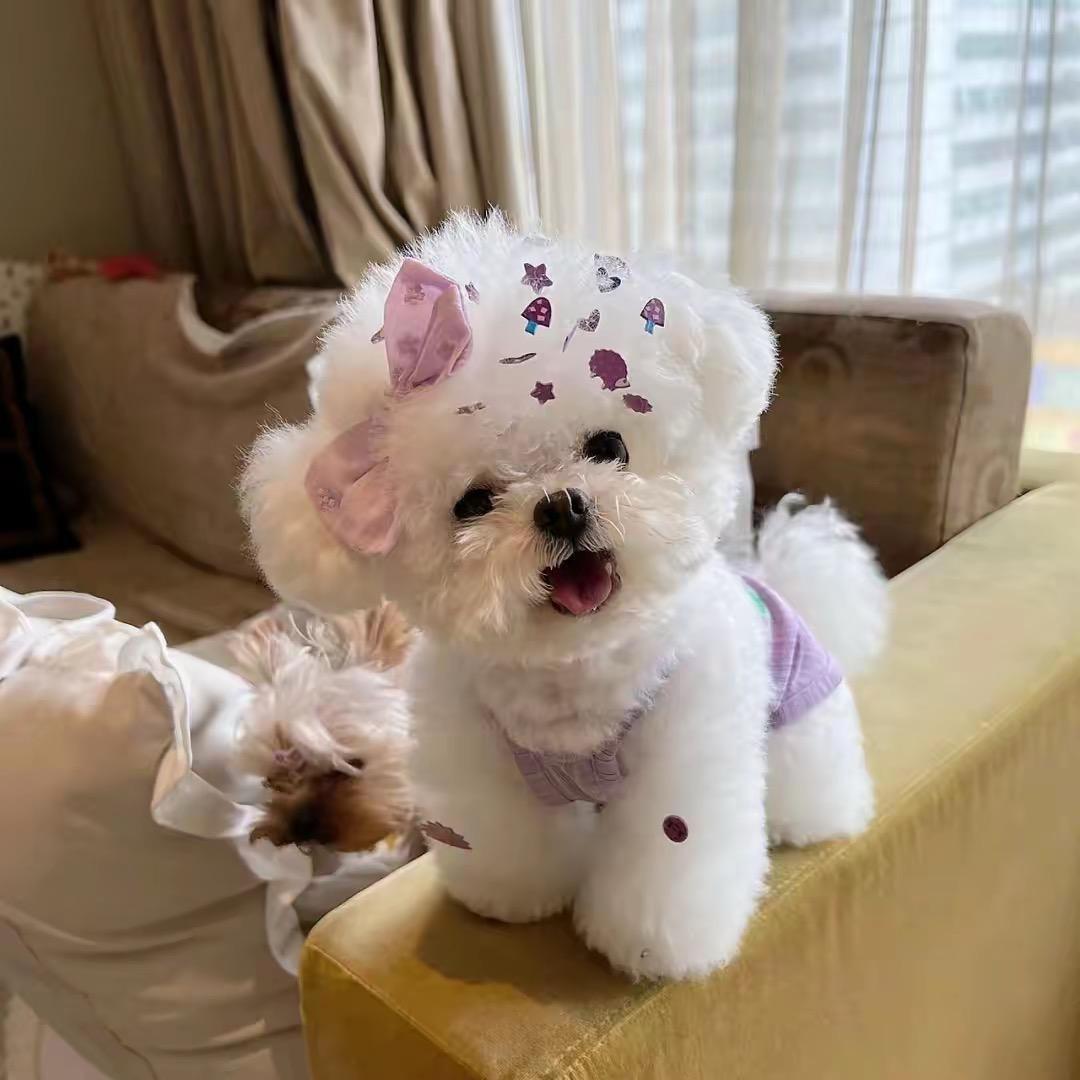 大大小小它二舅萌宠