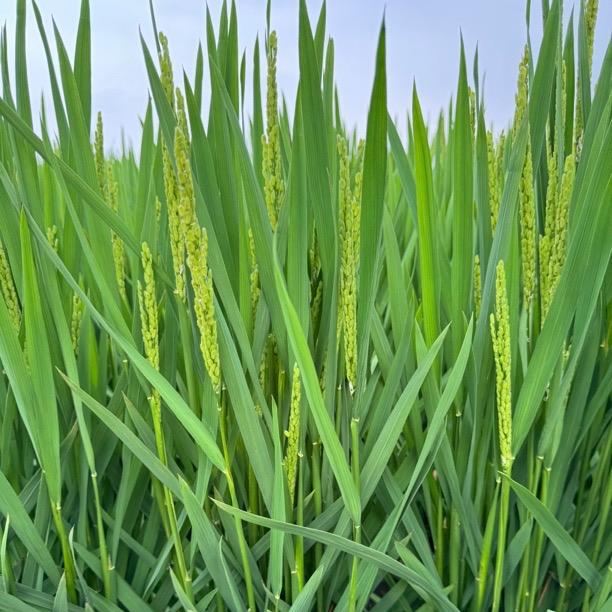 盘山农垦农产品1号