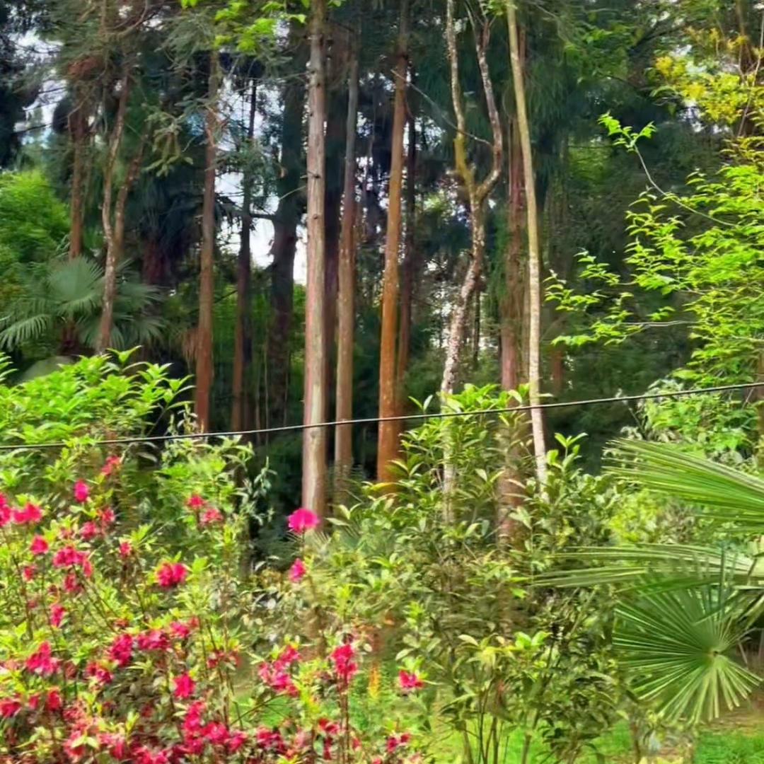 中缅边境跑山人阿婷3