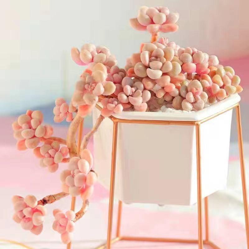 有一家多肉园艺店