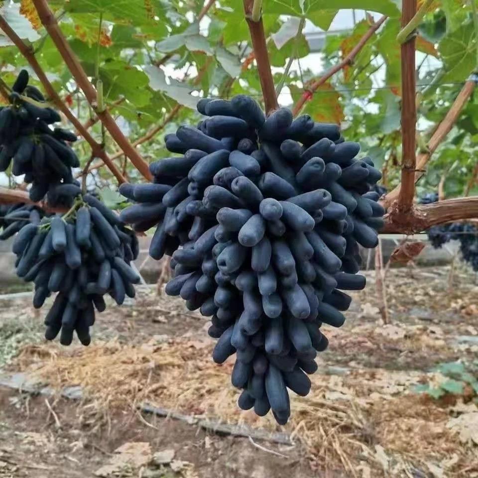 昌合果树苗木专营店