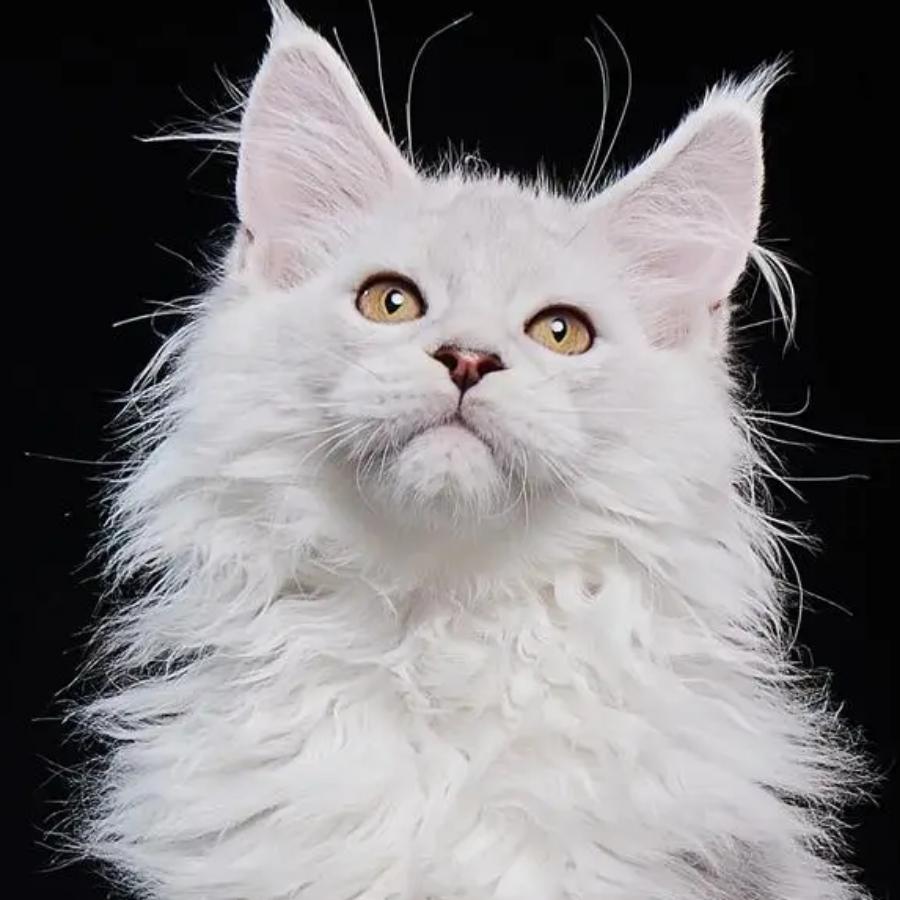 騛（三角洲行动）