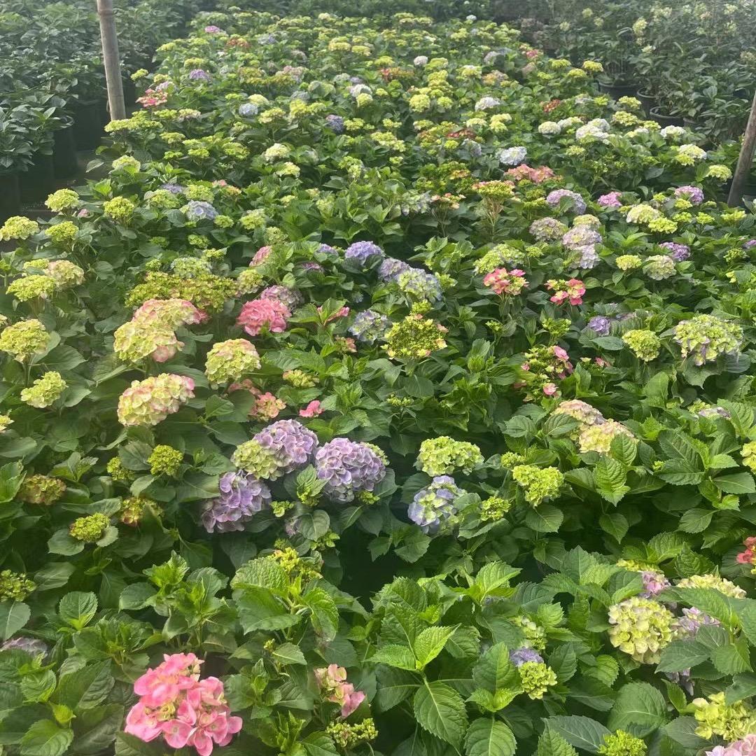 苏苏的花境园艺