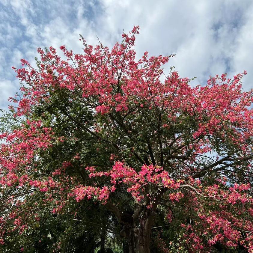 纳年花开月正圆