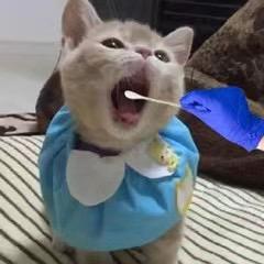 融念冰