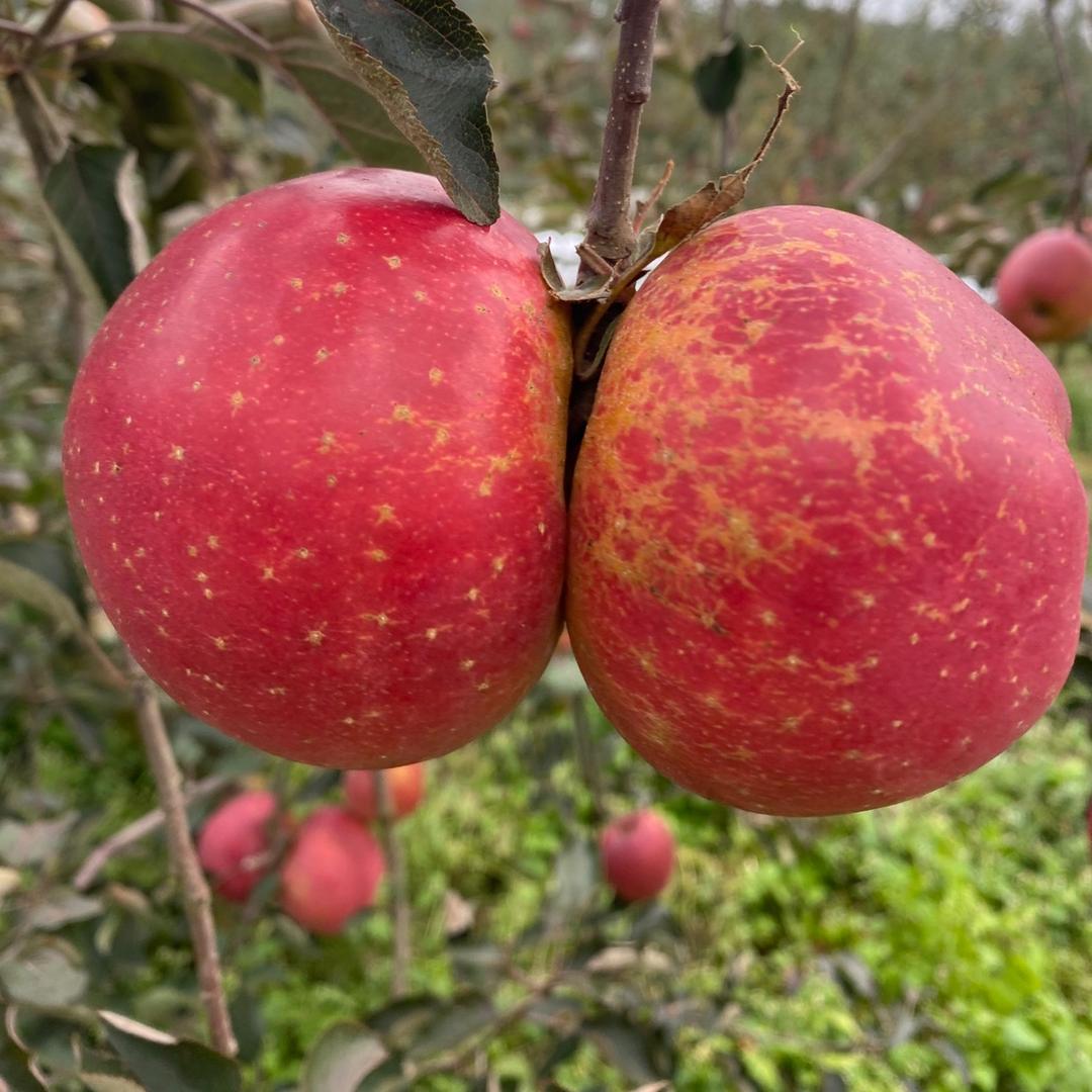 老王家的苹果园