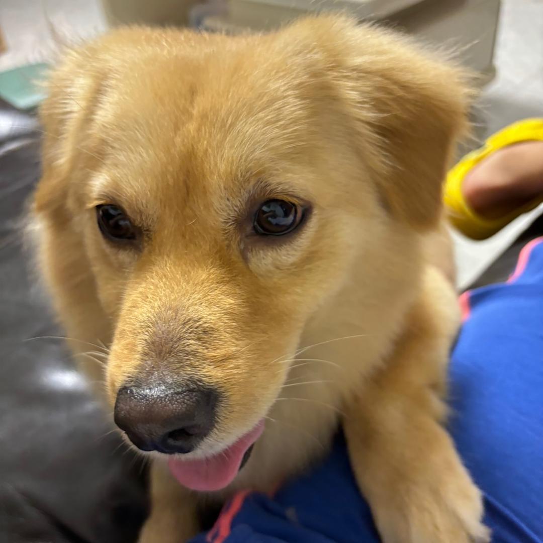 金豆豆是只狗子🐶