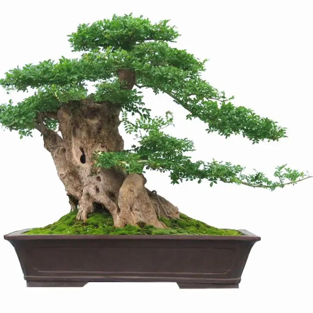 幽默哥头像