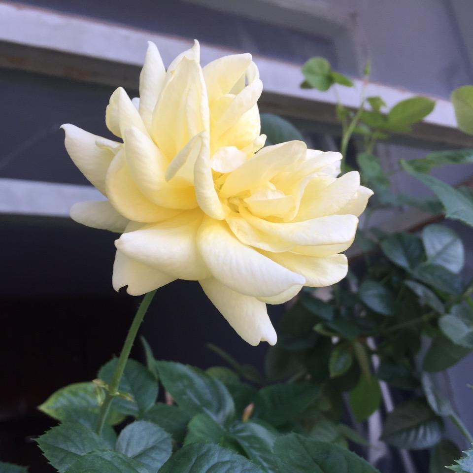 记录生活手机摄影