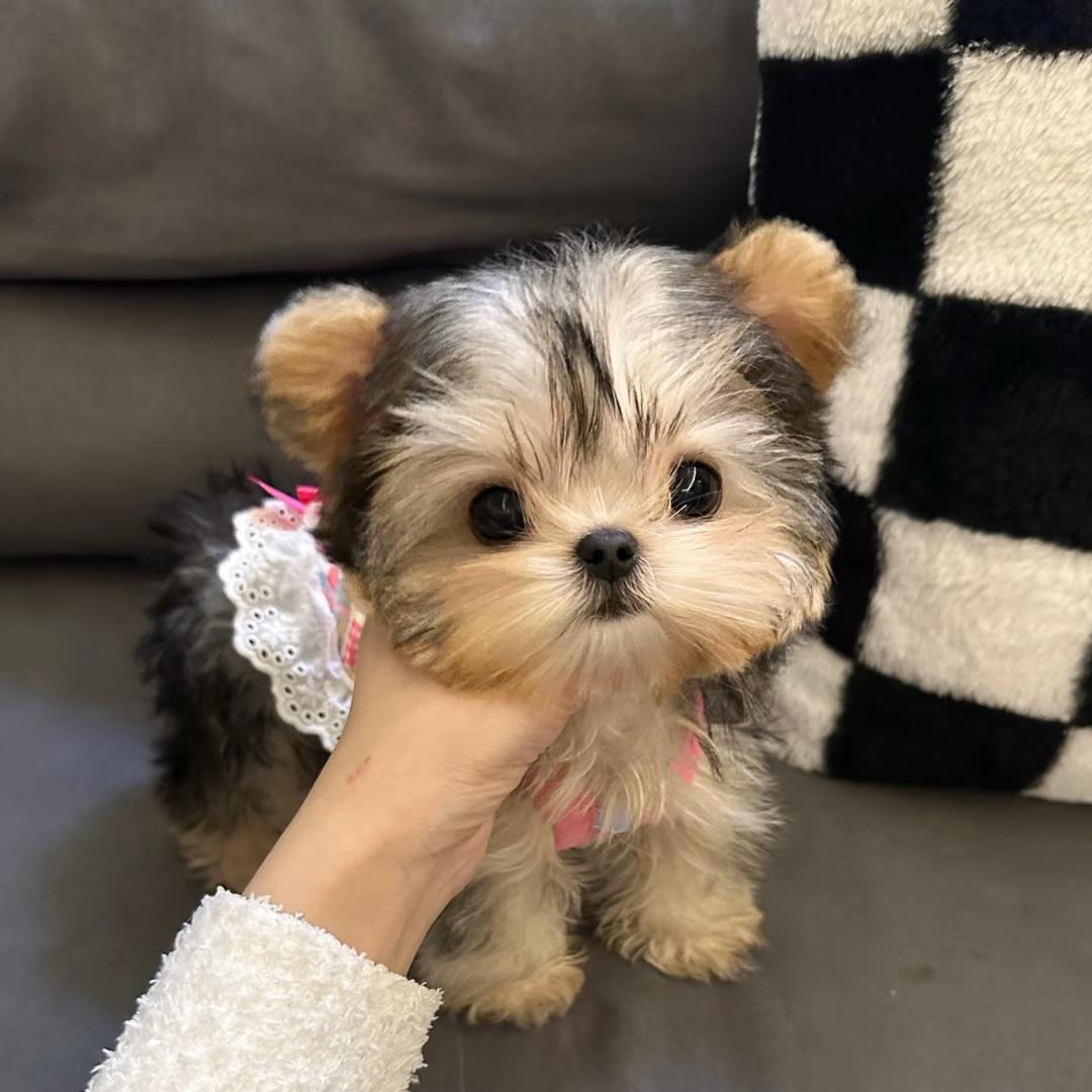 大连约克夏大嫂(约克夏 马尔济斯 西施）