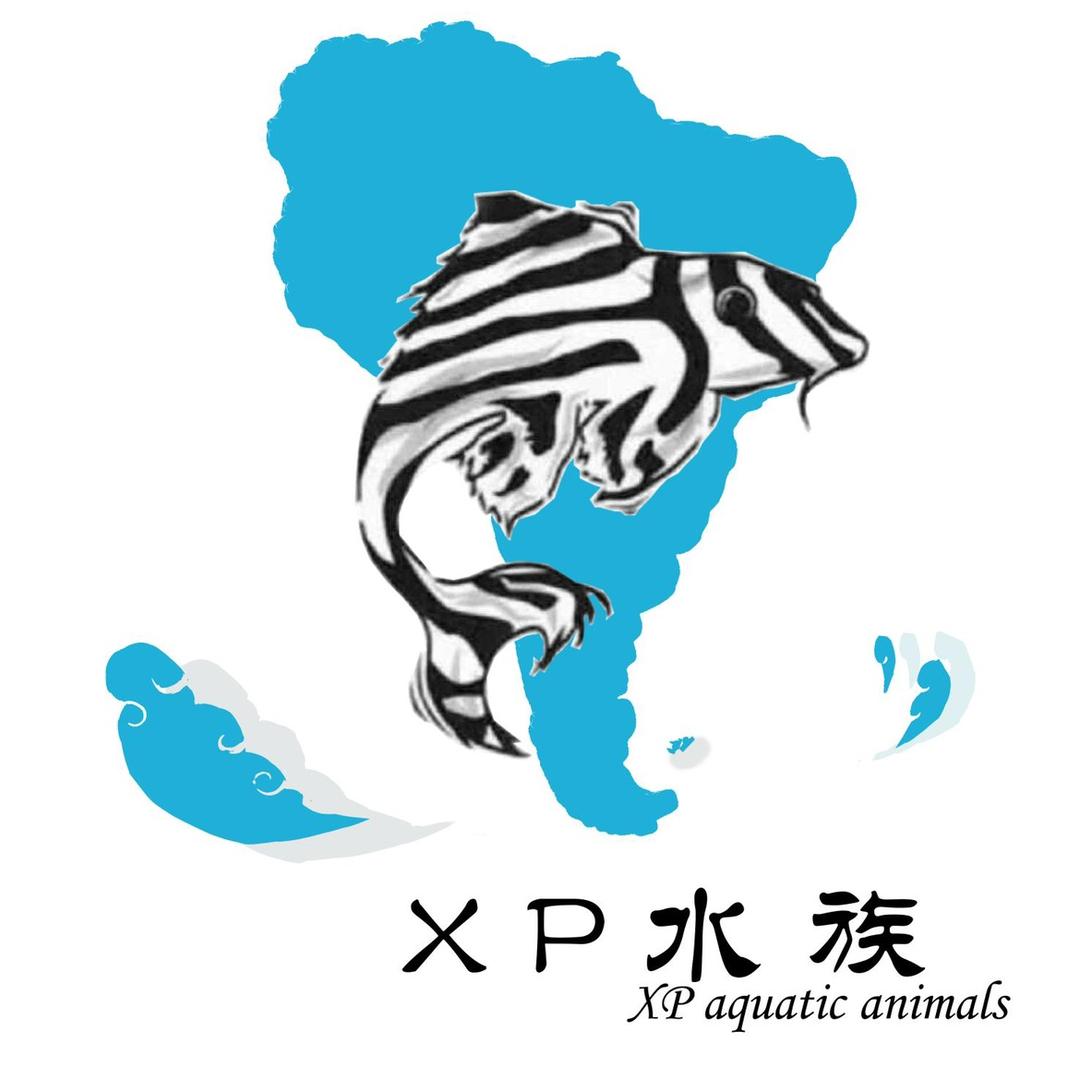 XP水族南美异型工作室
