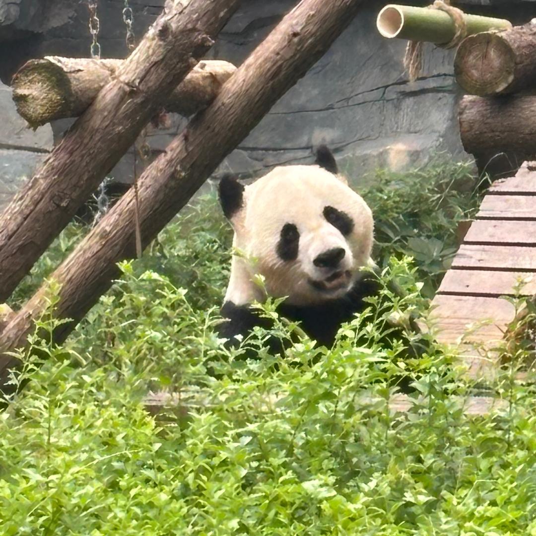 崔