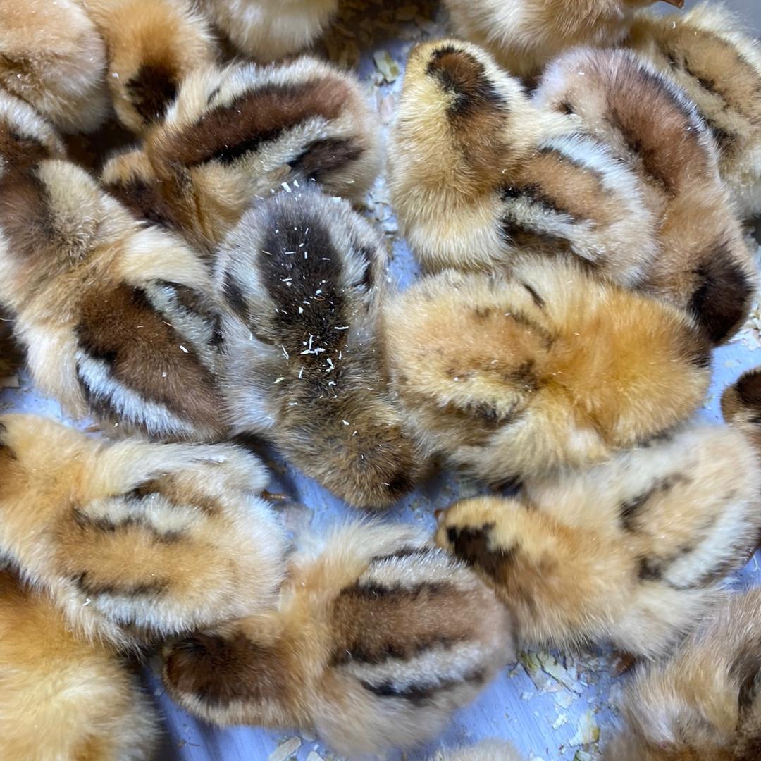 阿斌的孵化场直播号