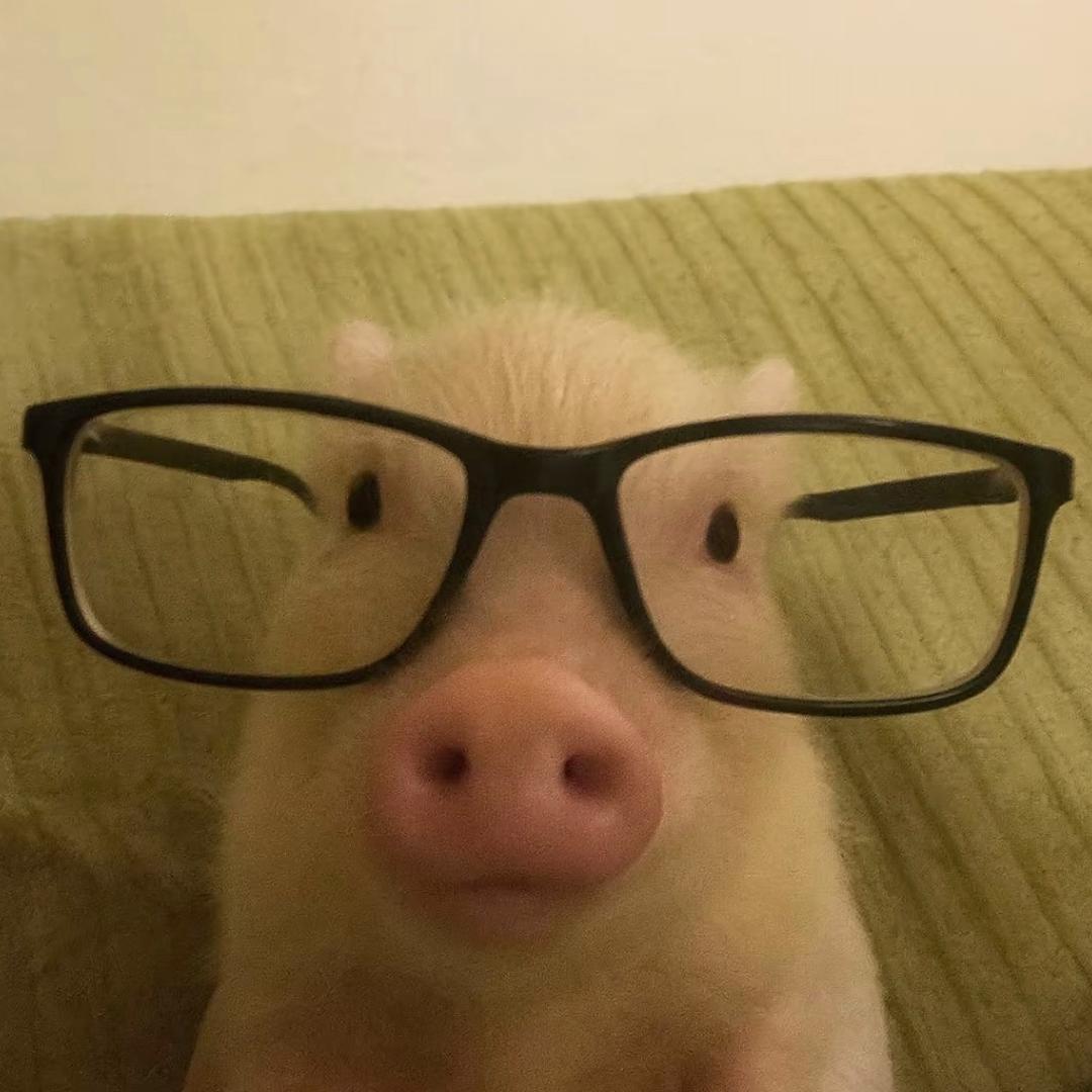 猪小白（三角洲行动）