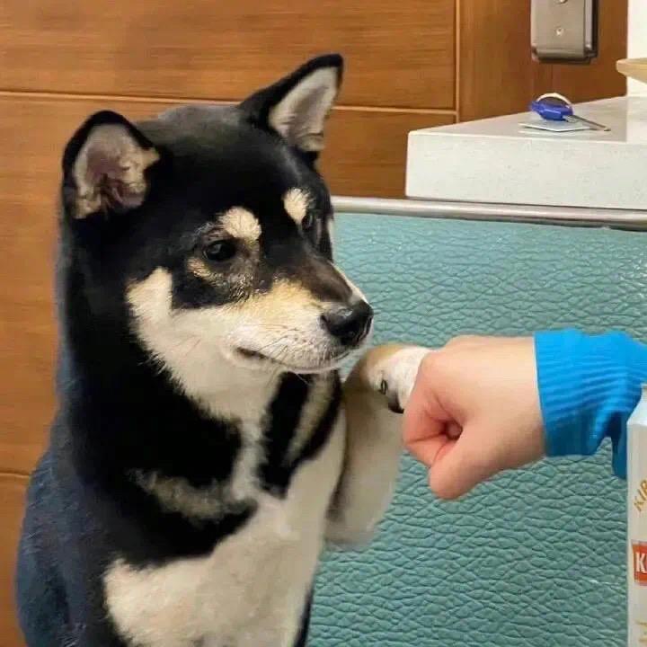 小肥猫